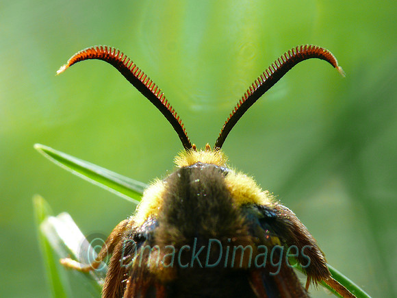 Hornet (clearwing) moth