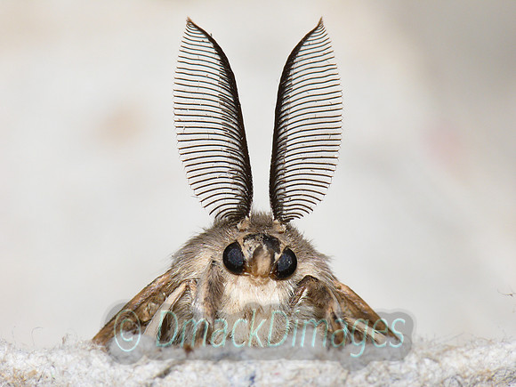 Gypsy moth (male)