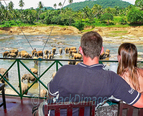 Elephant watching, Sri Lanka 2008
