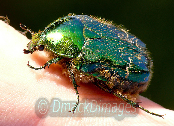 Rose chafer