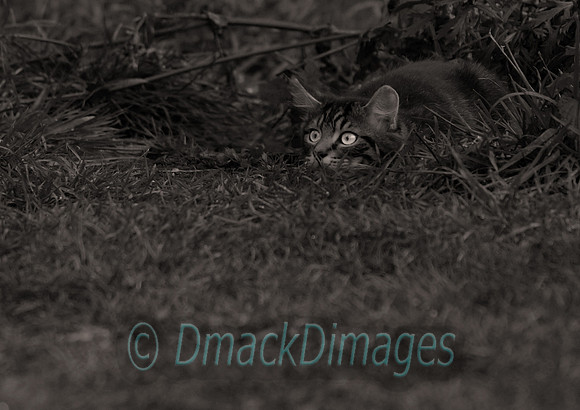 Hunting cat
