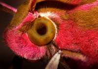 Insects