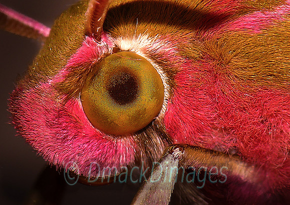 Elephant eyes