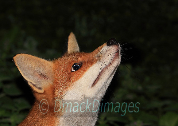 Vixen