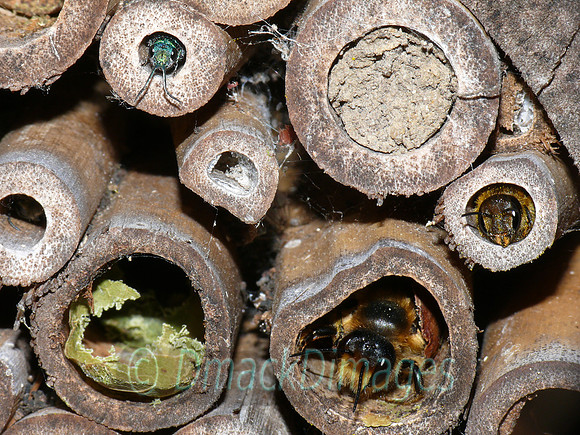 Hotel residents