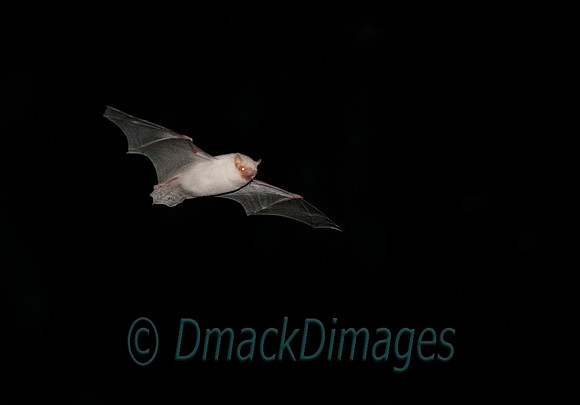 Heavily leucistic bat