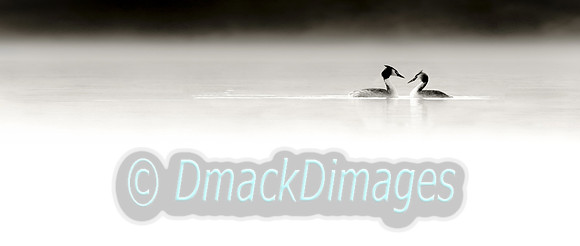 Grebes in the mist (extended panoramic)