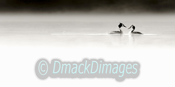 Grebes in the mist (2:1)