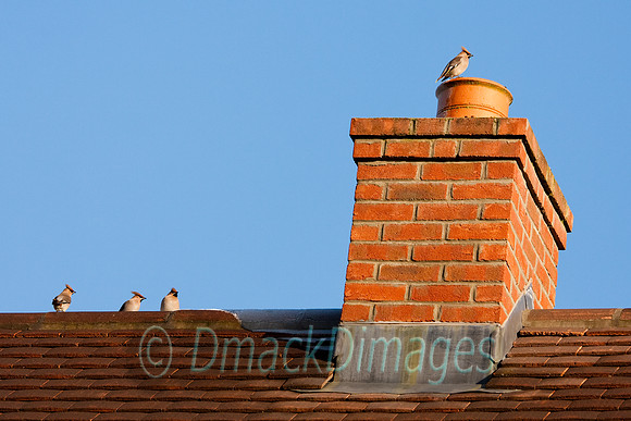 Waxwings on roof