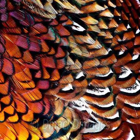 Cock pheasant