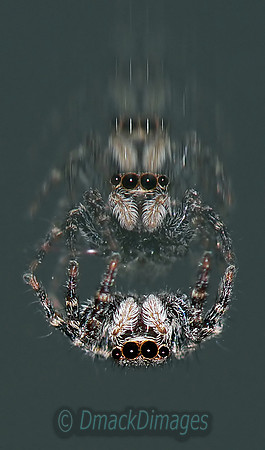 Mirror spider