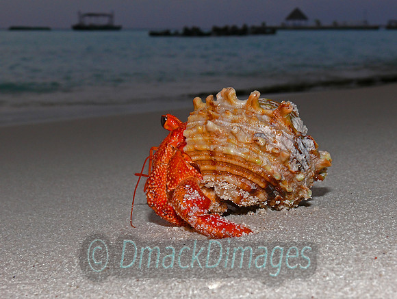 Maldivian hermit crab