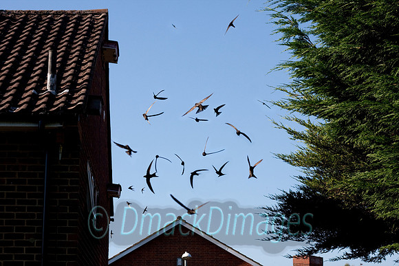 Swift Half (composite).