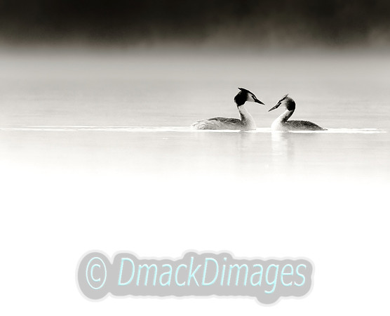Grebes in the mist