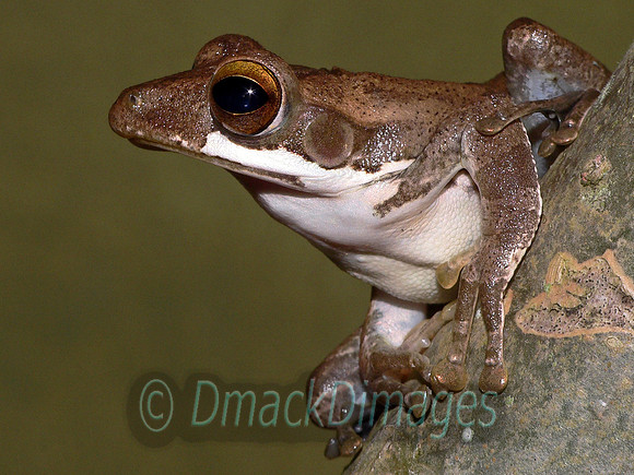 Hourglass tree-frog