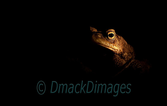 Eye of toad