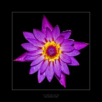 Sri Lankan blue water lily