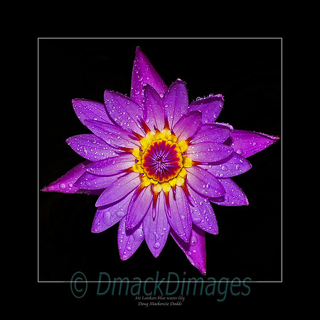 Sri Lankan blue water lily