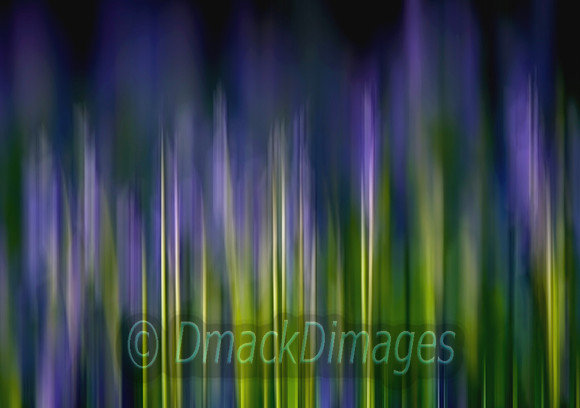 Bluebells (abstract)