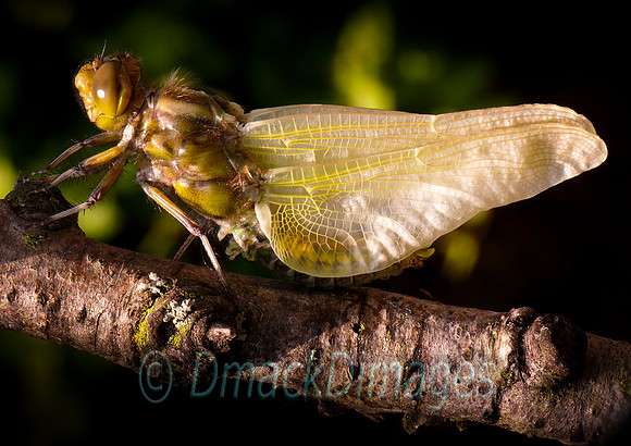 Emergent broad-bodied chaser (dragonfly)