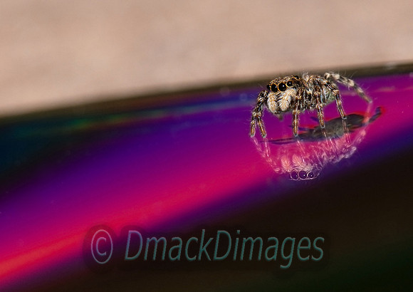 House jumping spider on CD