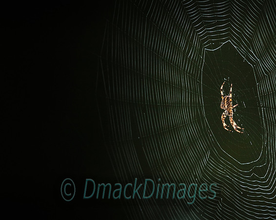 Orb web