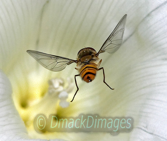 Marmalade hoverfly in bindweed