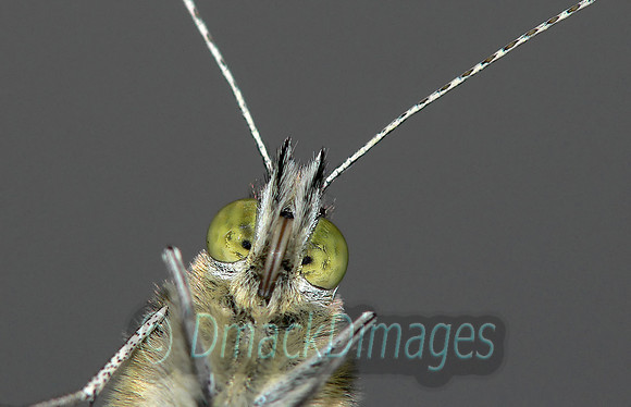 BWPA acknowledged 2010 - cabbage white butterfly