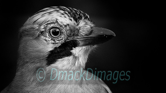 Jay portrait