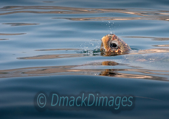Loggerhead turtle