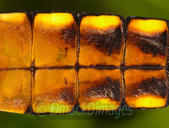 Female broad-bodied chaser (dragonfly) abdomen
