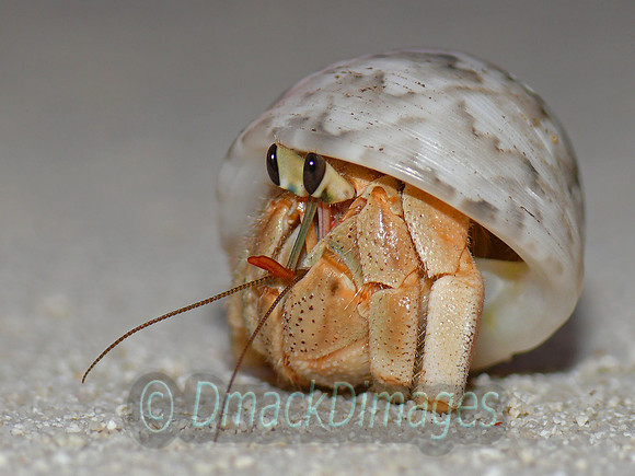 Tiny Maldivian hermit crab