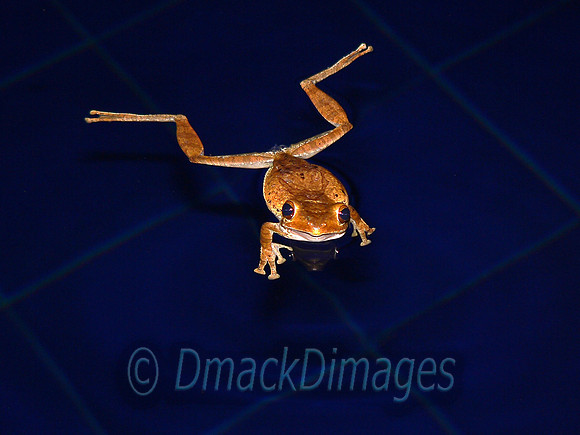 Tree frog in pool
