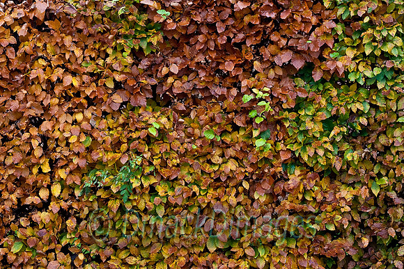 Beech hedge in November