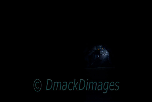 Black pig