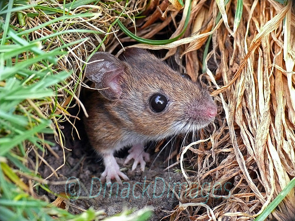 Woodmouse