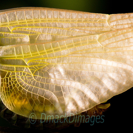 Emergent broad bodied chaser (dragonfly) wing
