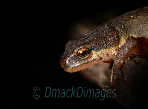 Eye of newt