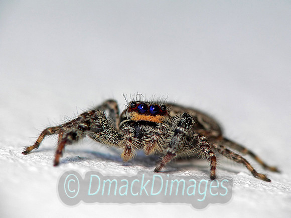 Female fencepost-jumping spider