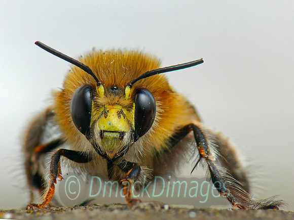 BWPA highly commended 2009 - Feather-footed flower bee