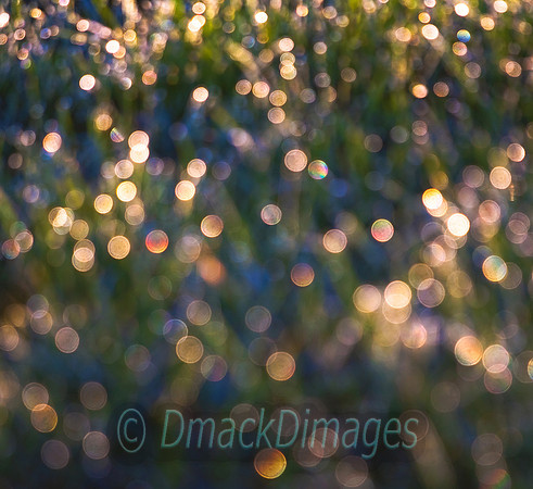 Dew abstract