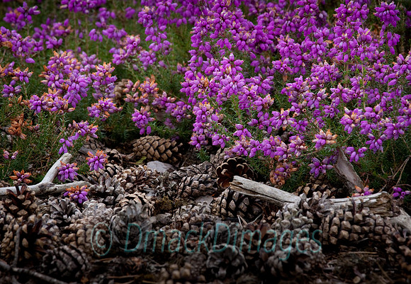 Heather and pine