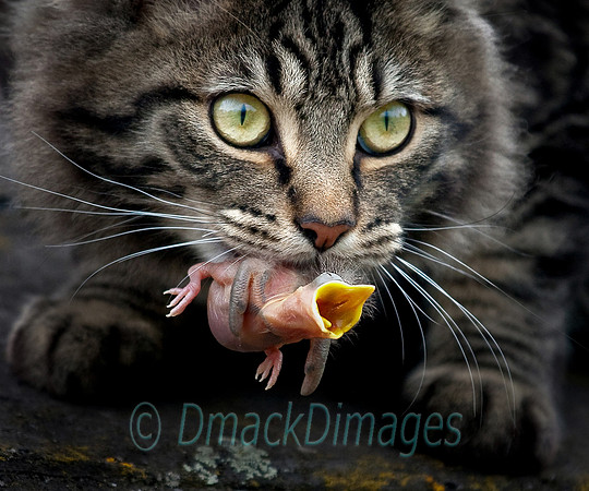 BWPA highly commended 2011 - Tabby cat with nestling
