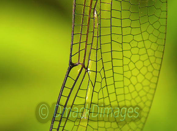 Dragonfly wing