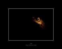 Toad