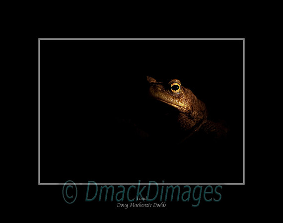 Toad